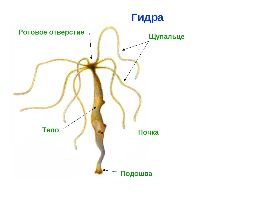 Кракен тгк